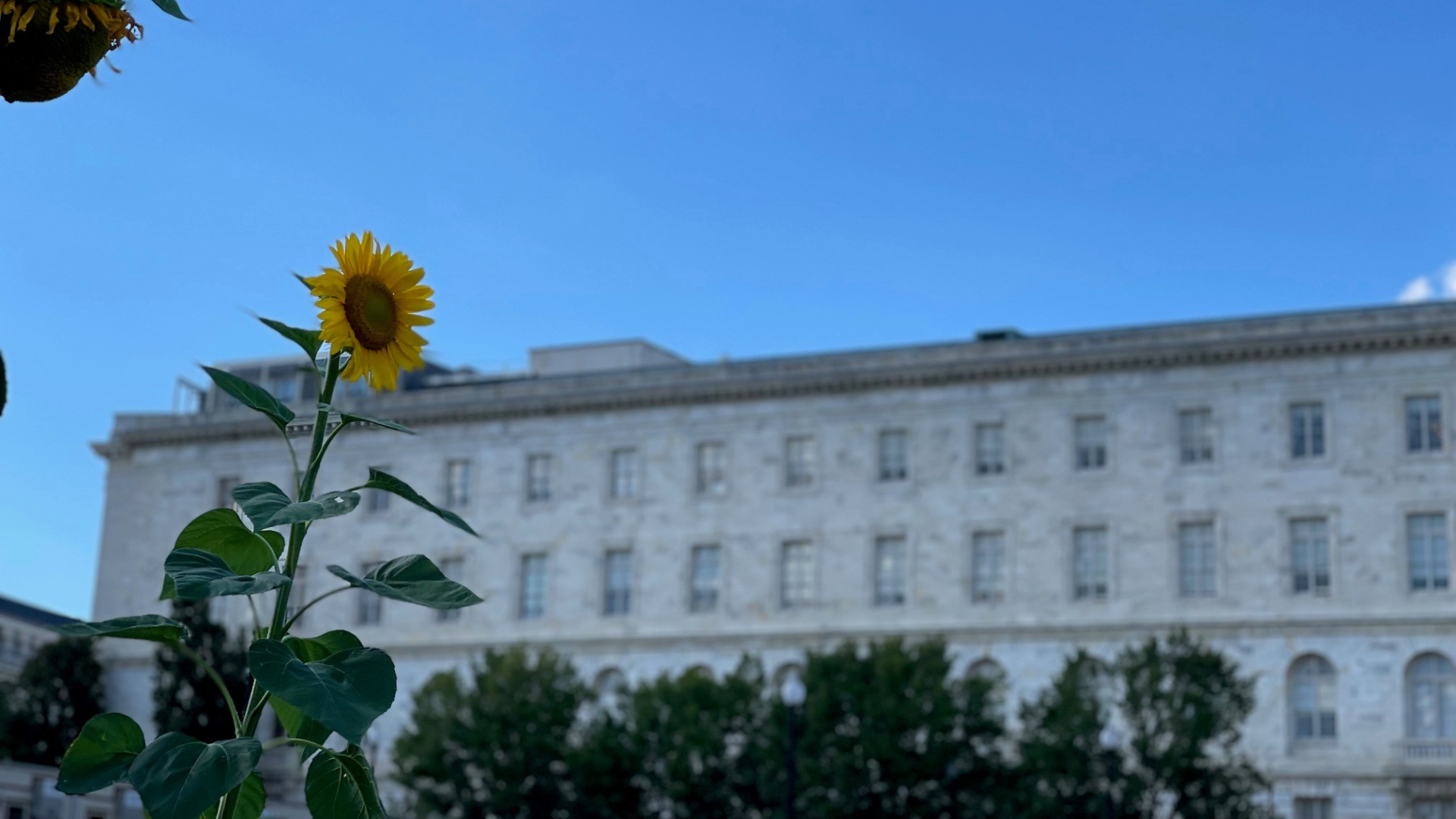 Tall, yellow sunflower with Capitol Hill building in the background