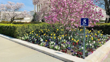 pink flowers in front of a Capitol Hill building, featuring a wheel chair image indicating accessible route