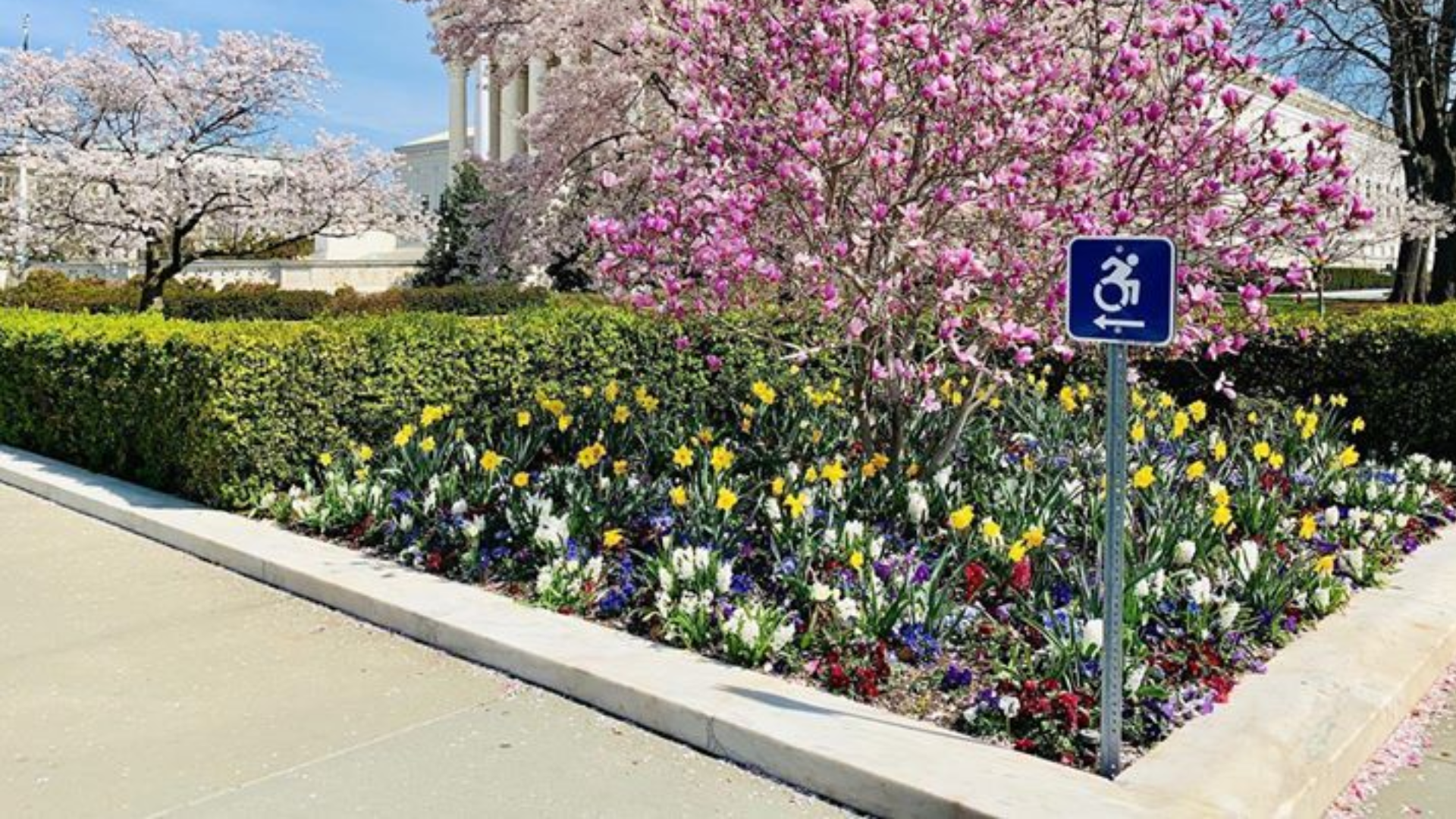 pink flowers in front of a Capitol Hill building, featuring a wheel chair image indicating accessible route