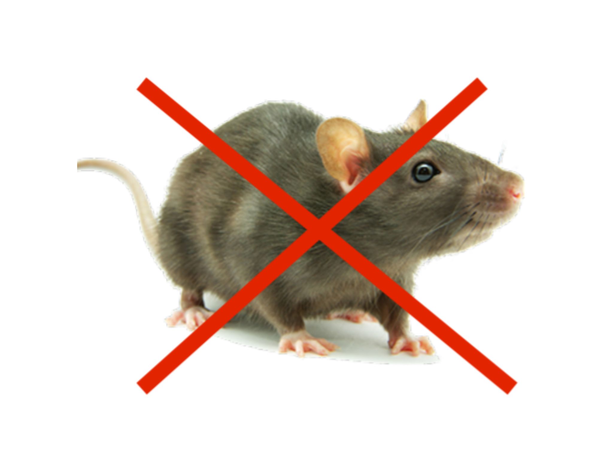 image of a rat with an "x" over the top