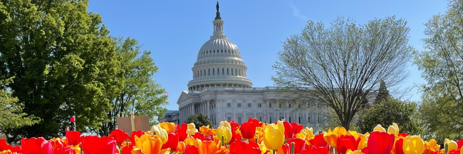 The U.S. Capitol building rising behind rows of red and yellow tulips