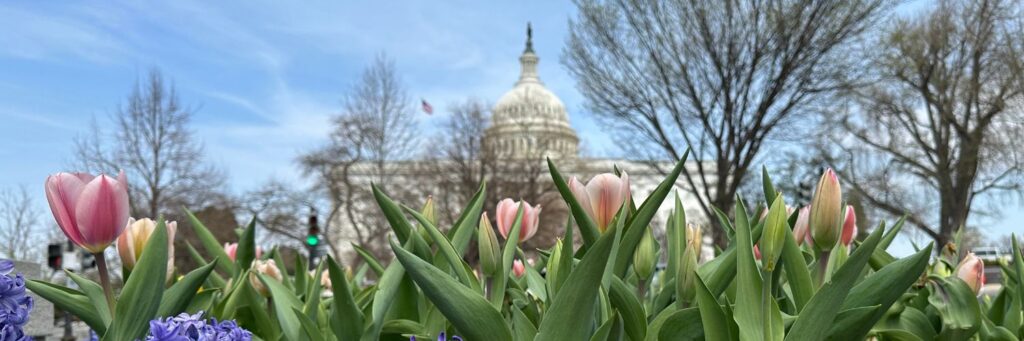 Pink tulips sprout through their leaves with the U.S. Capitol building in the background