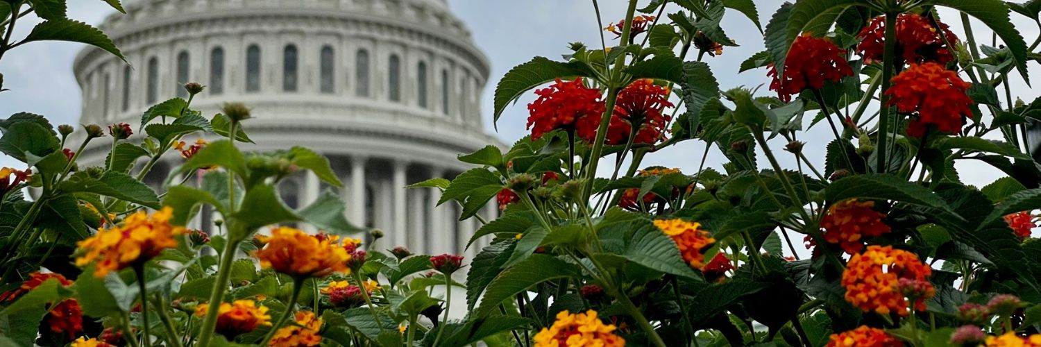 Yellow flowers with the dome of the U.S. Capitol in the background